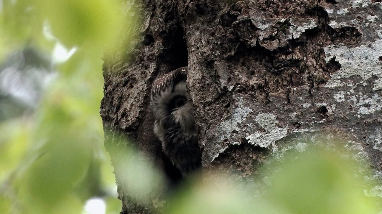 Nature 365 - Boreal owl - 2024-05-02