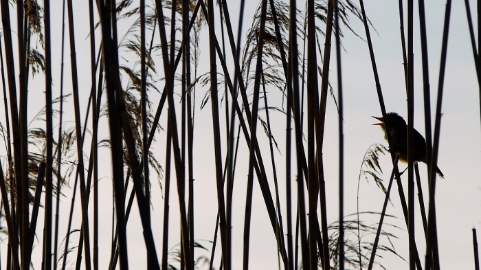 Reed Warbler