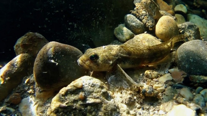 Bullhead