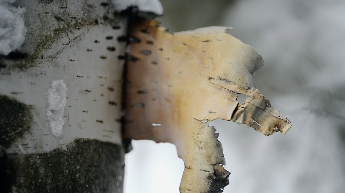 Birch flags