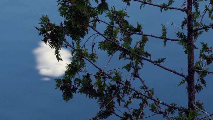 Boreal Moon