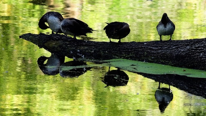 Mergansers