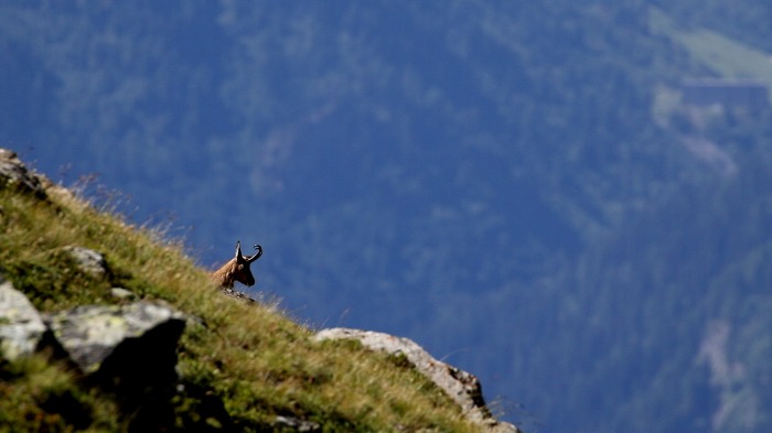 Chamois