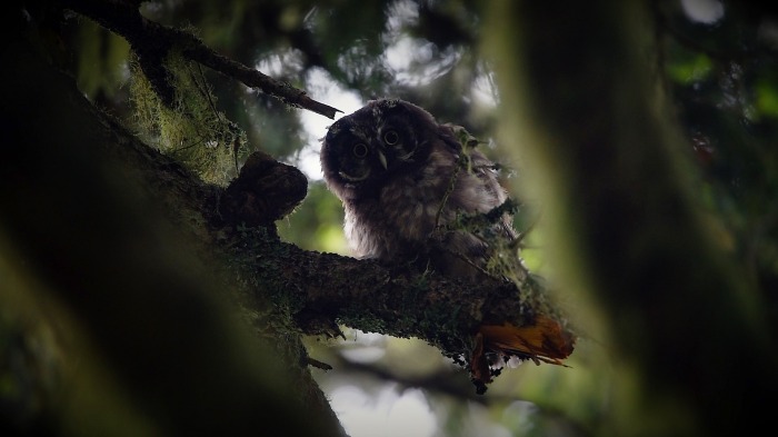 Young Boreal Owl