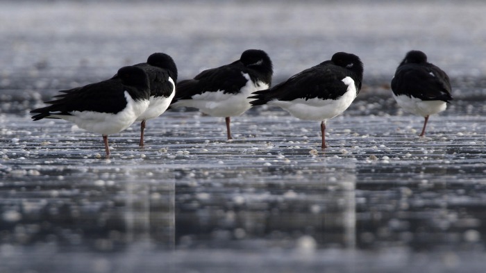 Oystercatchers