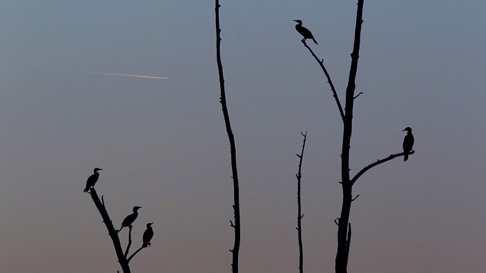 Cormorants