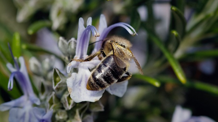 Rosemary