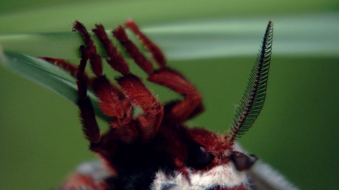 Cecropia Moth