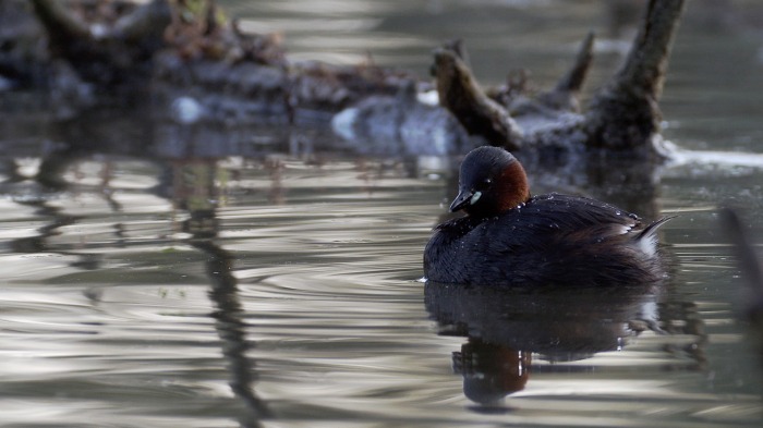 Little Grebes Reunion