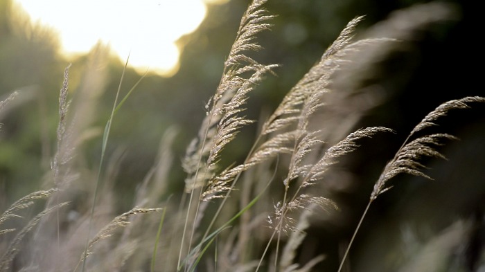 The call of the prairie