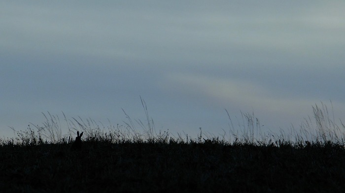 Marsh walk