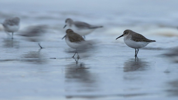 Waders