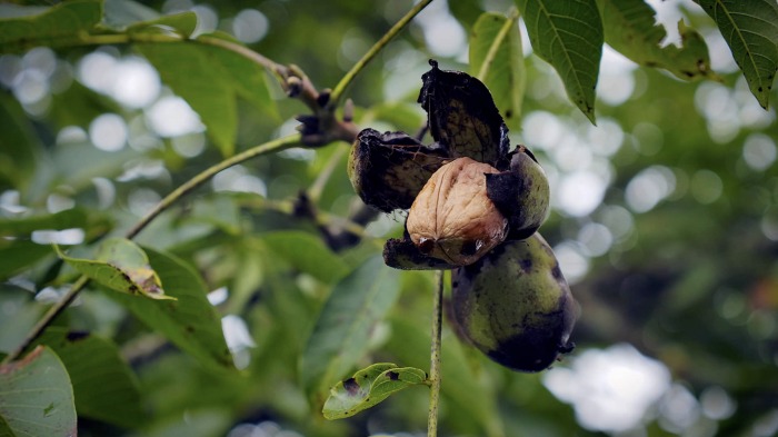 Under a walnut tree