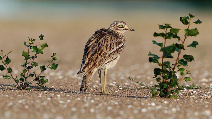 Stone-Curlew