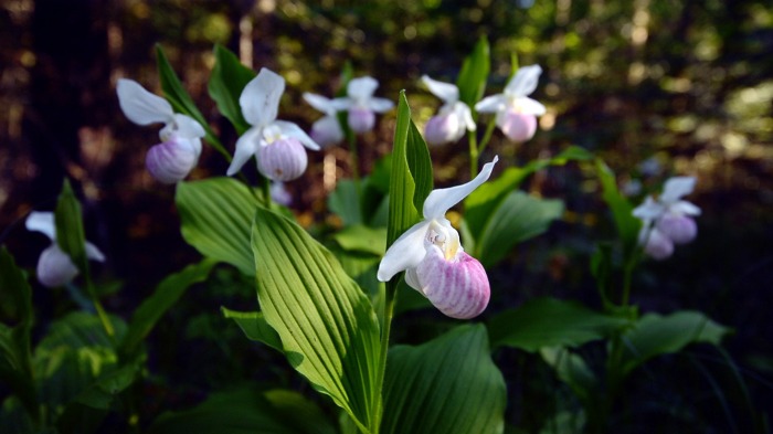 Showy Lady’s Slippers