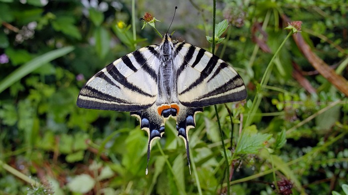 Swallowtail