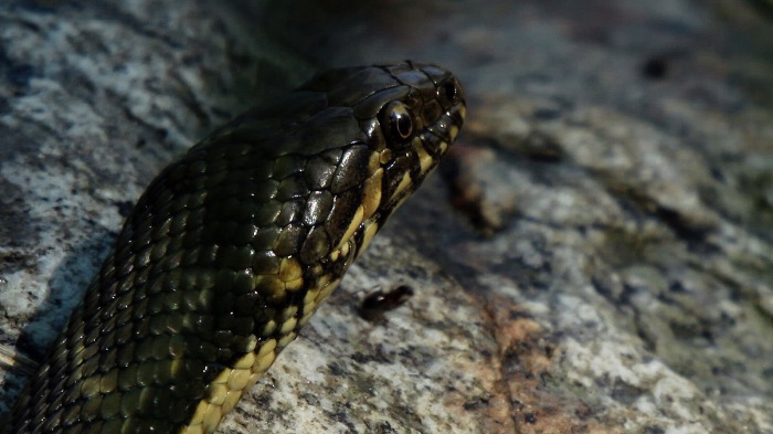 Viperine snake