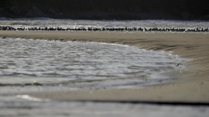 Godwits