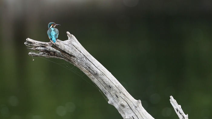 Driftwood