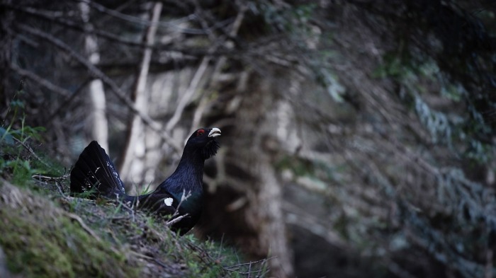 Western Capercaillie