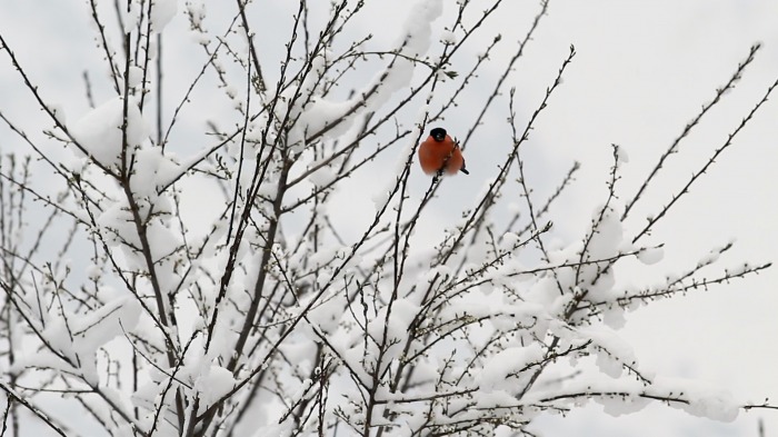 Bullfinch