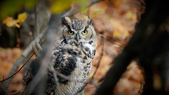 Great horned owl