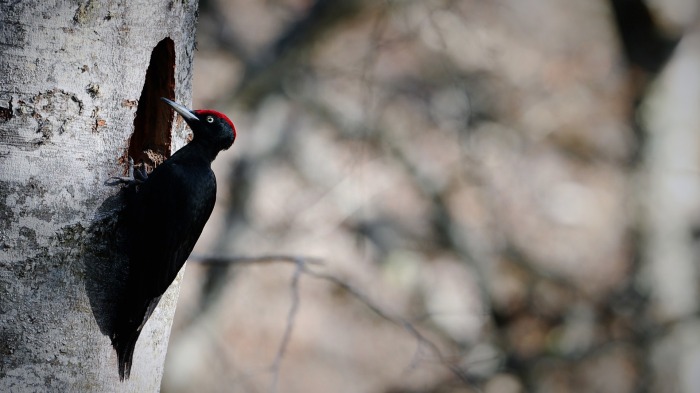 Black Woodpecker