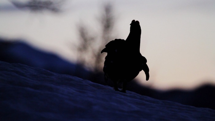 Black Grouse