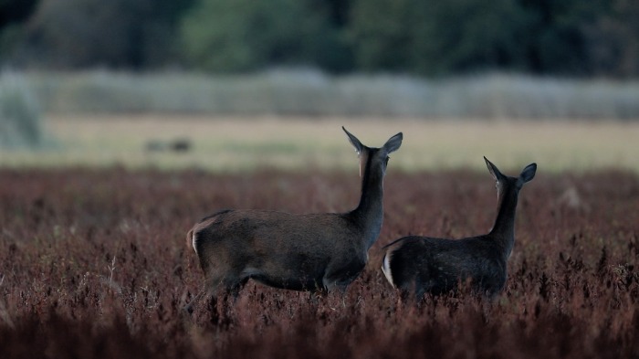 Red deer rut