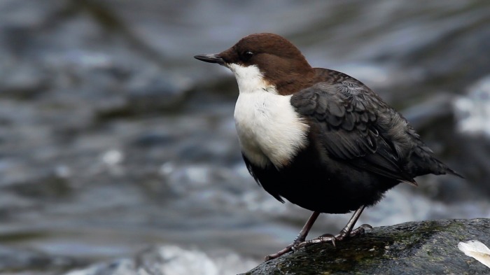 White-throated Dipper