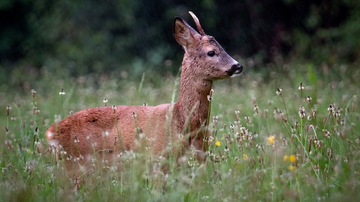 Enjoying the rain