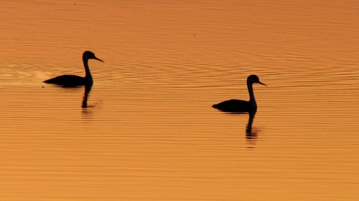 Sunset swim