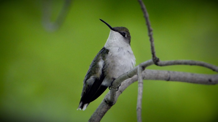 Hummingbird