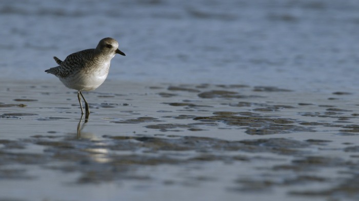 Grey Plover